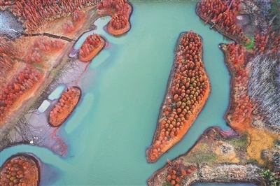 盱眙天泉湖畔红杉连片 构成独特景观画卷