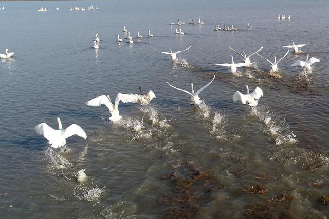 无人机航拍，在江苏省盱眙县的龙庙湖面上，很多候鸟在觅食、嬉戏